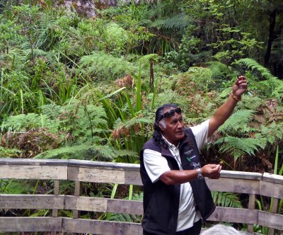 Maori Guide (Bill) explains the Life Cycle of Kauri Trees