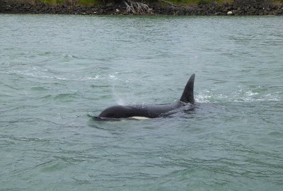 First Sighting of Orca from Boat in Hokianga Harbor, NZ