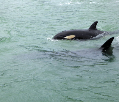 Young Orca and Mother alongside Boat in Hokianga Harbor