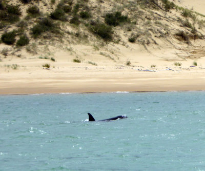 Orca near the Shore in Hokianga Harbor