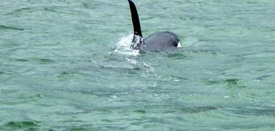 Large Orca (probably male) in Hokianga Harbor