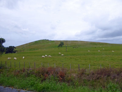 There are some sheep in the North of the North Island, NZ