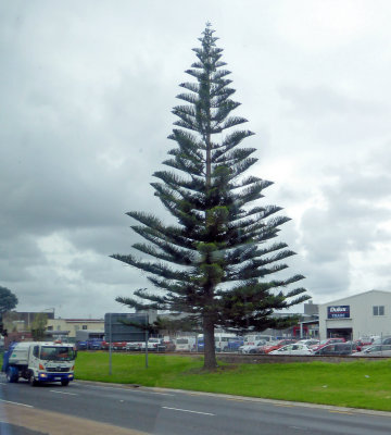 One of many Norfolk Pines in Tauranga, NZ