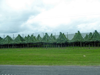 Kiwifruit Orchard in Central North Island, NZ