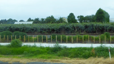 Kiwifruit Orchards abound in the Central part of North Island, NZ