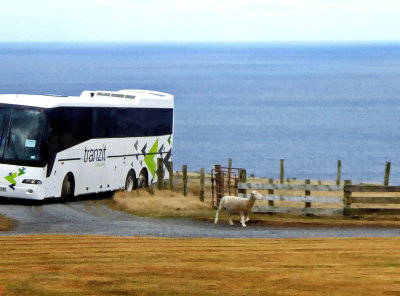 Sheep guiding Bus to Pencarrow Lodge on North Island, NZ