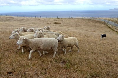 Silent Sheepdog herds Sheep at Pencarrow Ranch, North Island, NZ