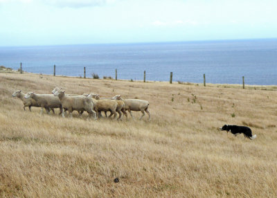 One Sheepdog can manage 800-900 Sheep