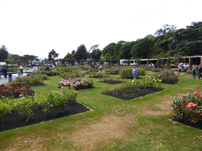 Visiting the Lady Norwood Rose Garden in Wellington, NZ