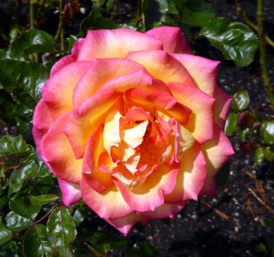 In Lady Norwood Rose Garden in Wellington, NZ