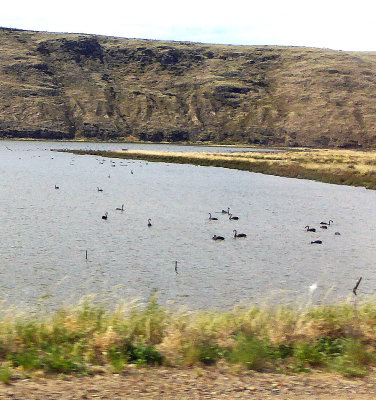 Black Swans on Lake Grasmere, South Island, NZ
