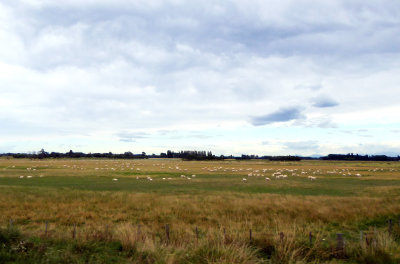Sheep are plentiful on South Island, NZ