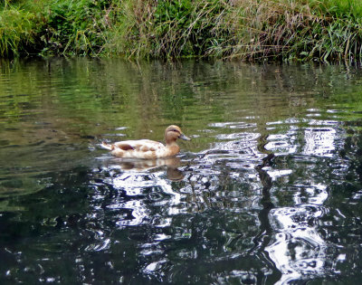 Unusual Colored Duck on the Avon River