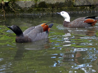 More Interesting Ducks on the Avon River