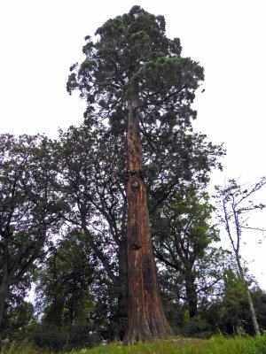Sequoia Tree in Hagley Park on the Avon River, Christchurch, NZ