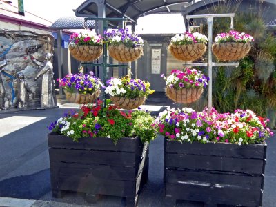 Flowers in Front of 'Super-loos' in Roxburgh, New Zealand