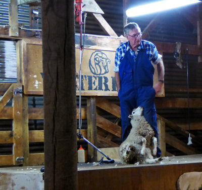 Preparing for 1st Shearing of 16 month old Sheep