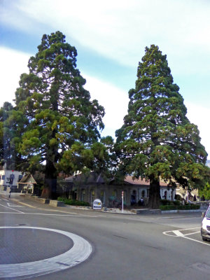 Wellington Pines in Queenstown, NZ