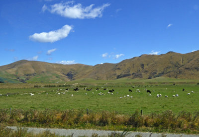Sheep & Cattle on South Island, NZ