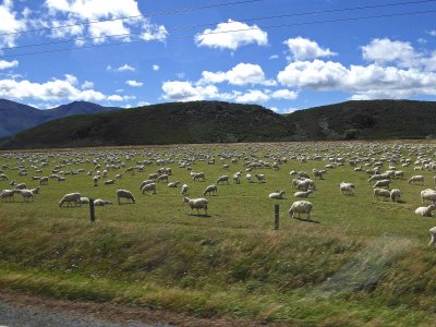 Sheep on South Island, NZ