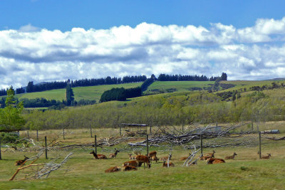 Venison Farm on South Island, NZ