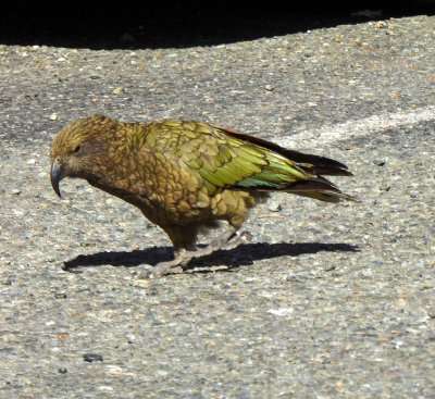 Kea (Mountain Parrot) in Fiordland National Park, NZ