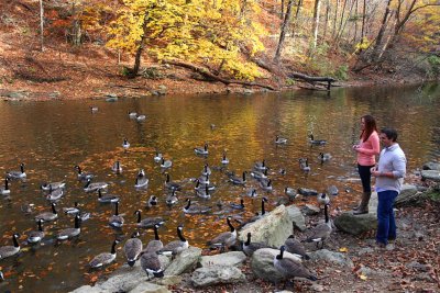 Feeding the geese at Forbidden Drive