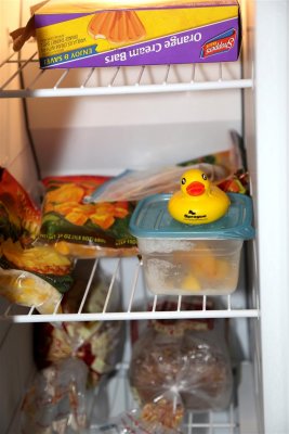 A rubber ducky sometimes takes a nap in the office kitchen freezer