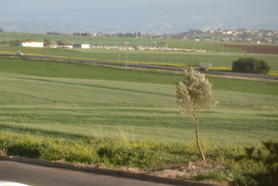 The New Cemetery And Young Olive Tree