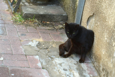 DSC_2038ab.jpg