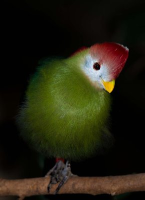 Birds of Bird Kingdom
