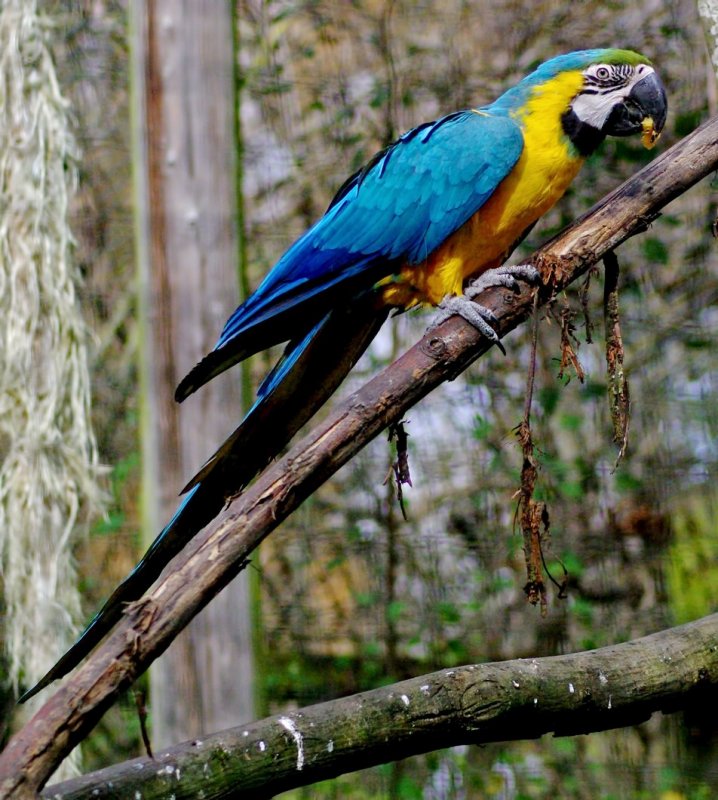 Macaw sideview.jpg