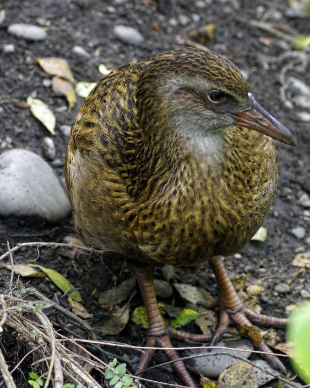 Buff Weka.jpg