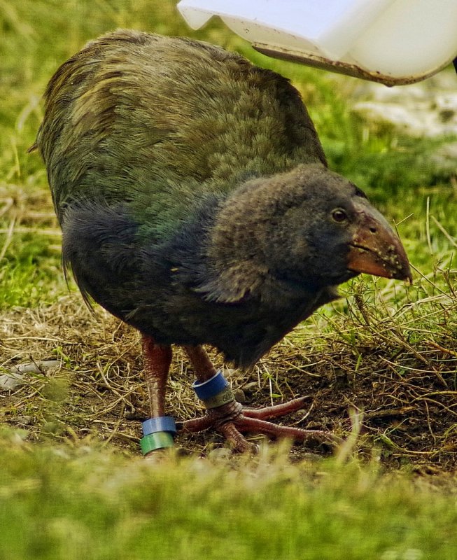 Takahe chick by feeder 2.jpg