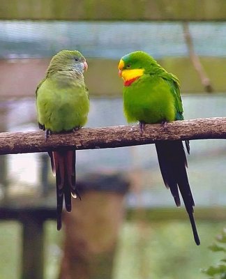 Superb Parrots.jpg
