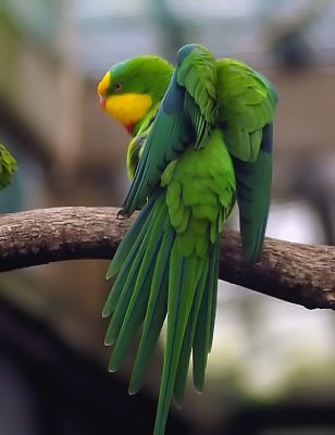 Male Superb Parrot 