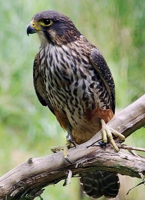 Perched falcon.jpg