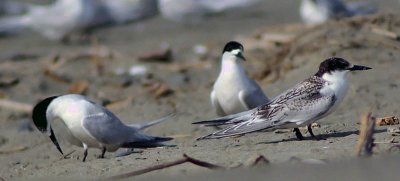 White-fronted Terns Pano.jpg