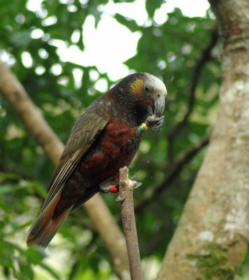 Kaka snacking @ Karori.jpg