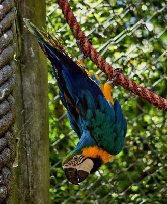 Inverted macaw.jpg