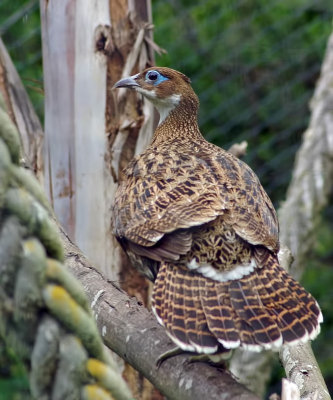 Female monal pheasant.jpg