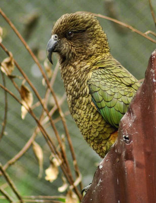 Kea on the fence.jpg