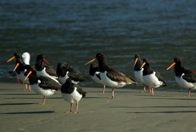 S.I.P.O. by waters edge.jpg