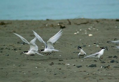 Tern activity.jpg