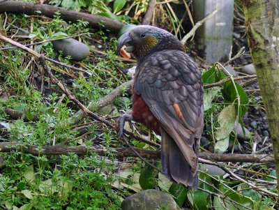 South Island Kaka.jpg