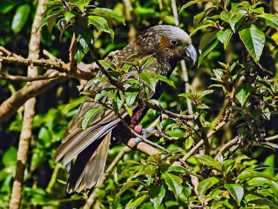 Kaka in the bush.jpg
