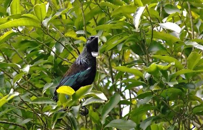 Tui in the bush.jpg