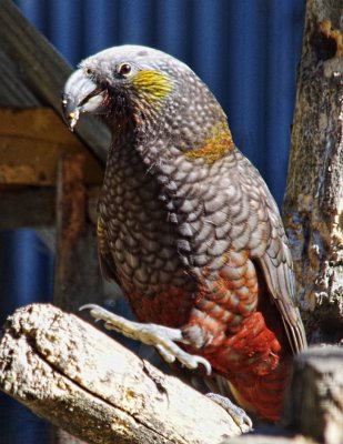 South Island Kaka 2.jpg