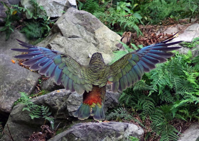 Kea Wings open.jpg