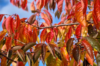 Autumn cherry tree.jpg